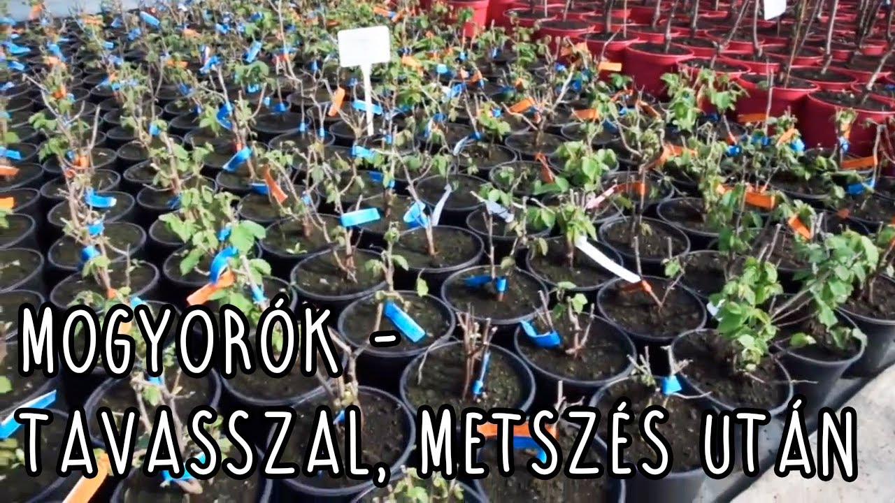 Mogyorók - tavasszal, metszés után