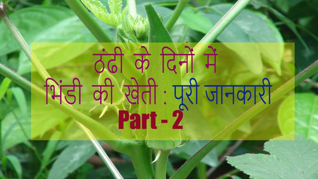 ठंढी के दिनों में भिंडी की खेती Part 2। The Farmer: Ramsewak Prasad