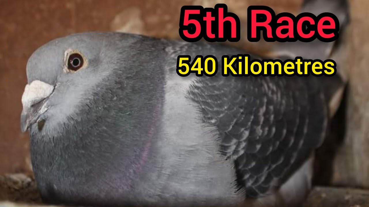 RYK Racing Pigeons Club's 5th pigeon Race 2022| Racer Pigeon Race