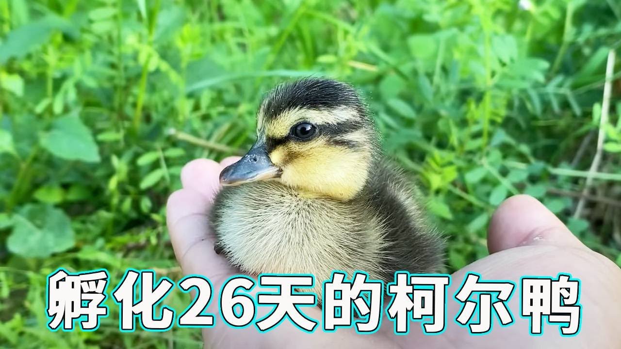 孵化柯尔鸭的第二十六天，因为它昨天在保温箱里一直叫，决定今天带它出来溜一圈！【天下一场梦】