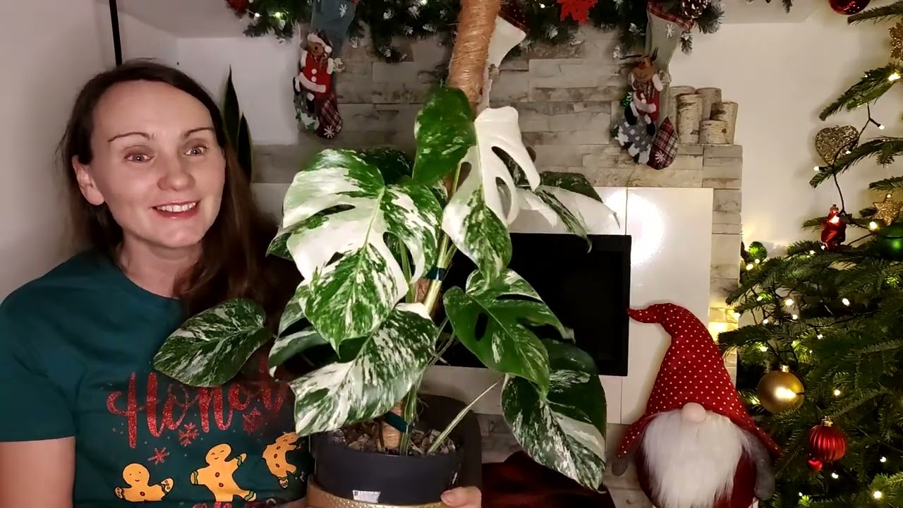 Monstera variegata, wszystko co o niej wiem