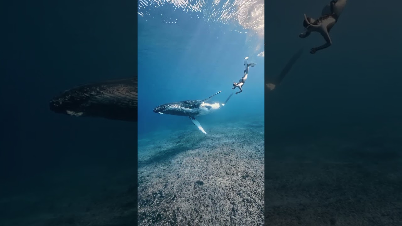 Diving with a Beautiful Humpback Whale. Have you ever dived with a Humpback?