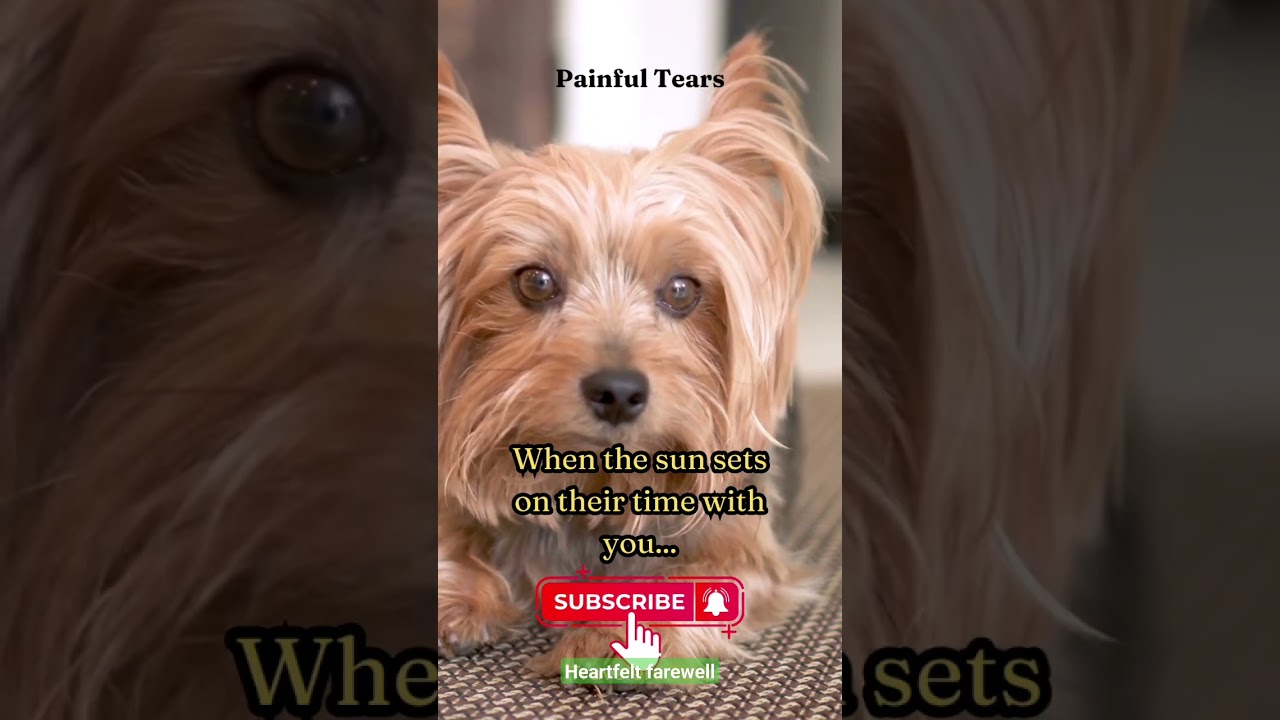 Guiding Love's Stars - Painful Tears Quotes#shorts #quotes #dog #death #phychological #inspiration