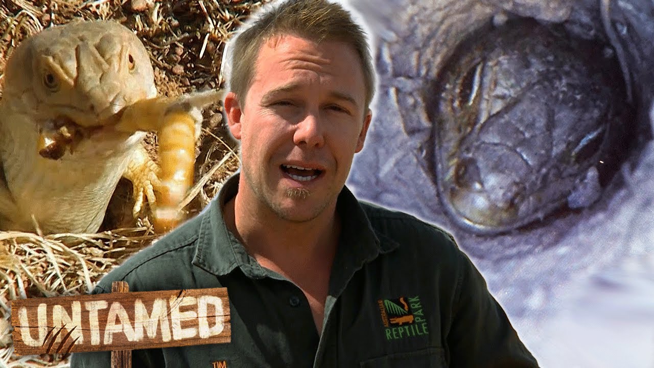 Lurking Rarest Pygmy Blue Tongue Lizard Out Of Their Hiding Holes! | Untamed