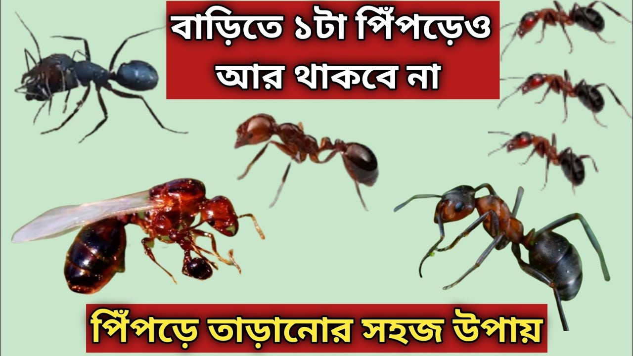 পিঁপড়ে তাড়ানোর ৯টি সহজ উপায় - যা সকলের ভীষণ কাজে লাগবে - How to Get Rid of Ants Naturally