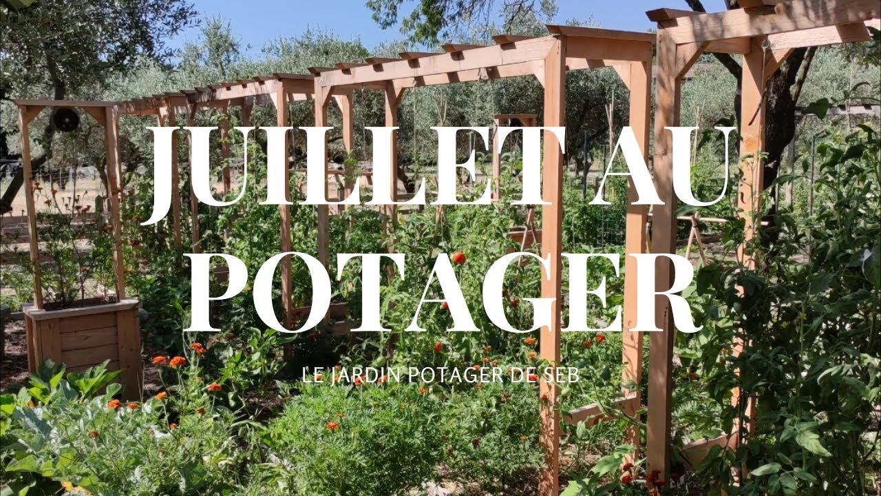 Juillet au potager.