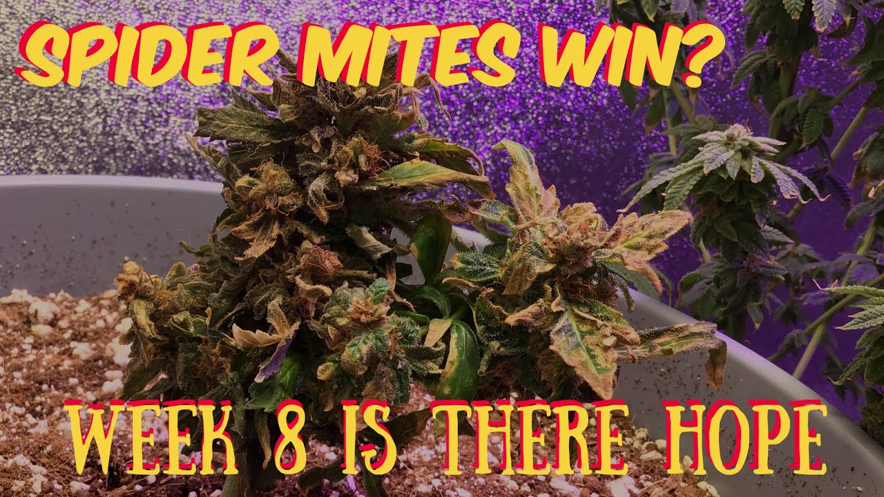 Spider Mite Update| Week 8 White Widow Auto