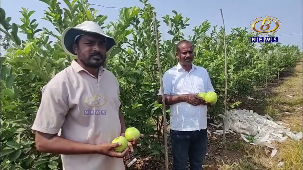 केवळ ३५ गुंठे मुरमाड जमीनीत पेरूची लागवड करून मिळवलं साडेचार लाख रुपयांचं उत्पन्न