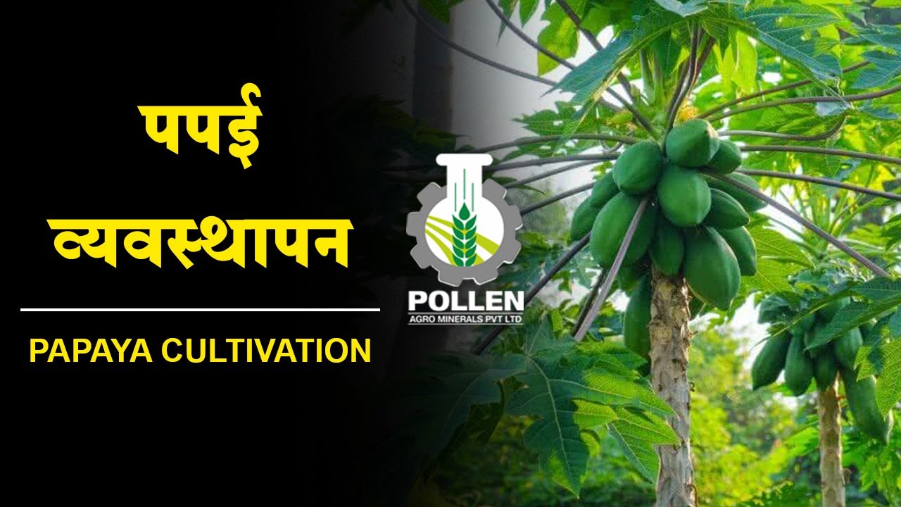 Papaya Cultivation | पपई पिक व्यवस्थापन  शिवारफेरी सोलापुर ,महाराष्ट्र | पपीता फसल प्रबंधन ।