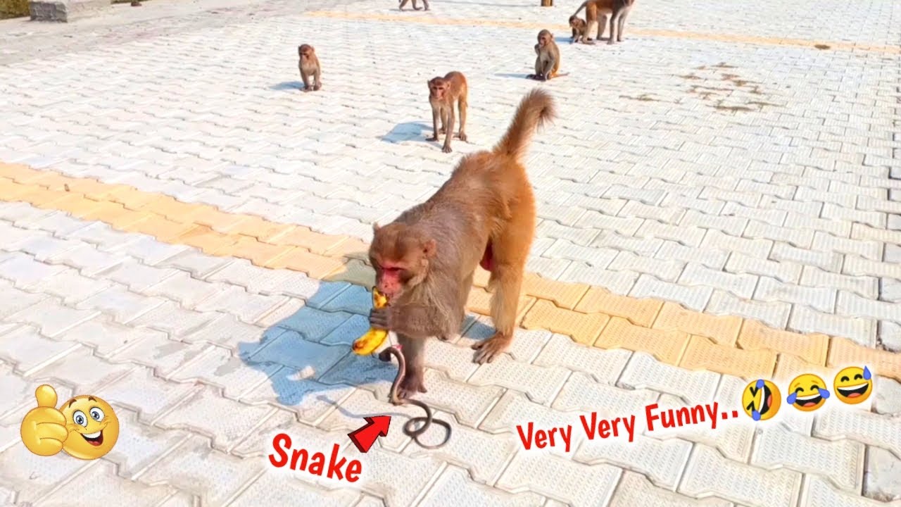 Fake Snake Prank On Monkeys Hilarious Funny Reaction | You Can't Stop Laughing-Part 16