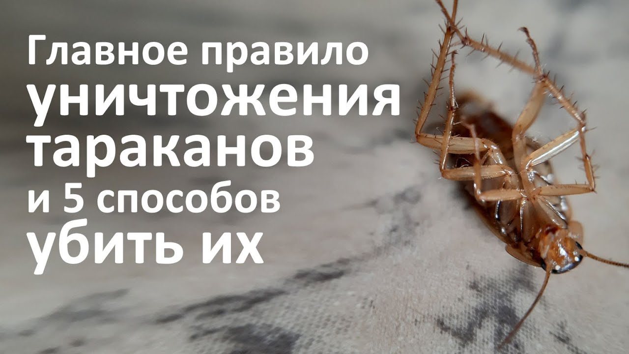 5 способов уничтожить тараканов и одно главное правило такого уничтожения