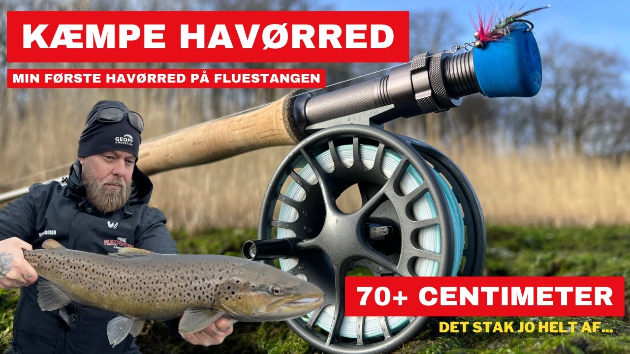 Kæmpe Havørred - Min første havørred på fluestangen