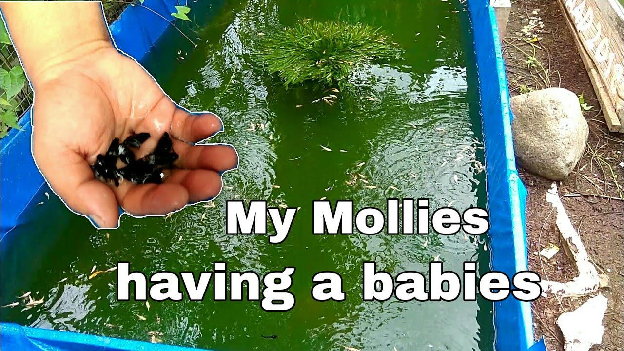 Balloon black molly | molly fries | molly baby fish | Lives-Bearer