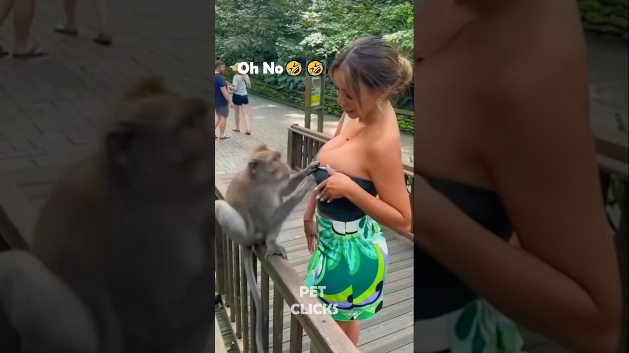 The Animals 🤣😂 #animals #pets #shorts #viral