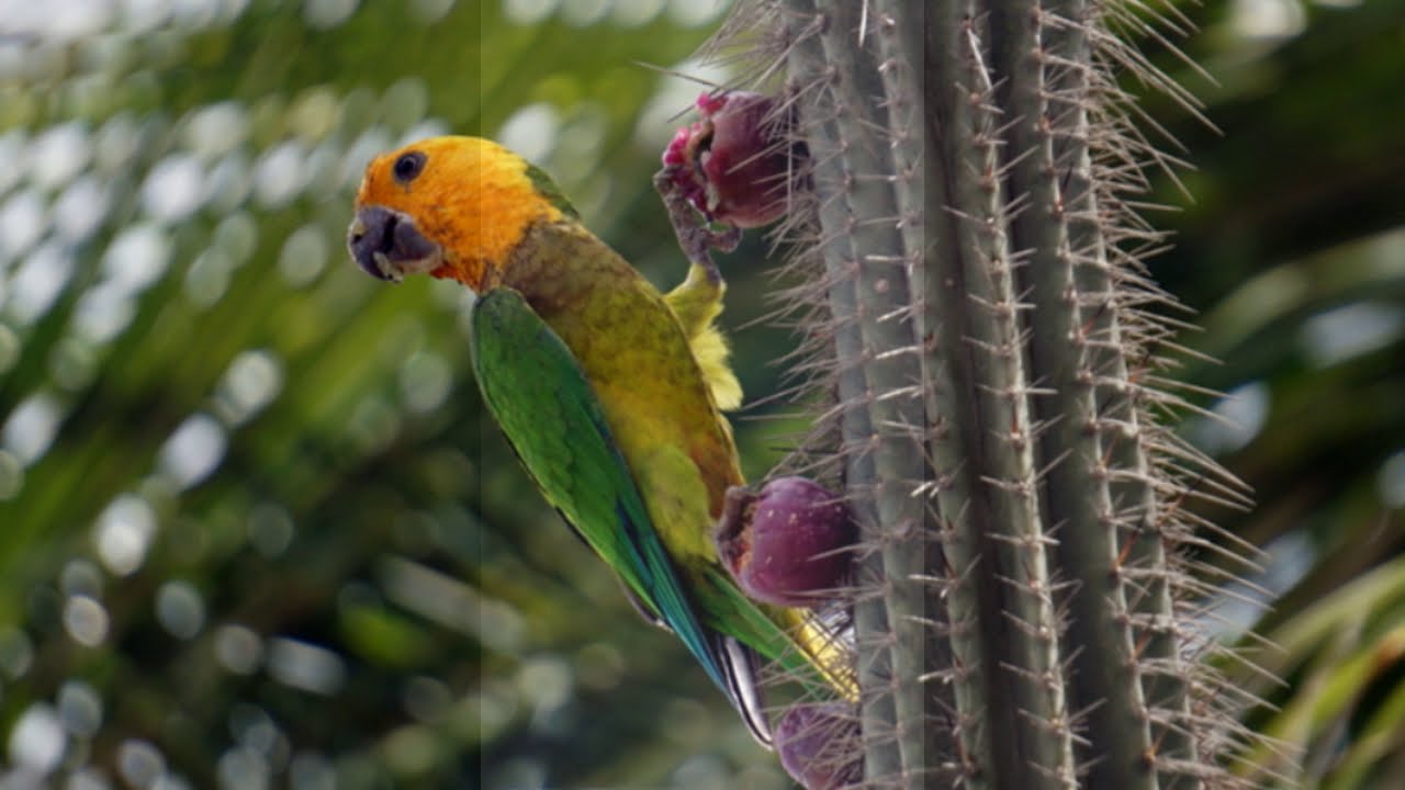 Guide to Birds of Bonaire 2019