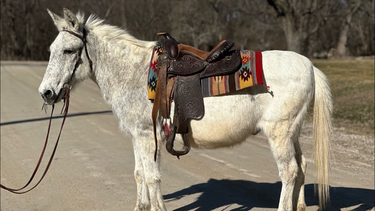 Oppie the pony mule. 