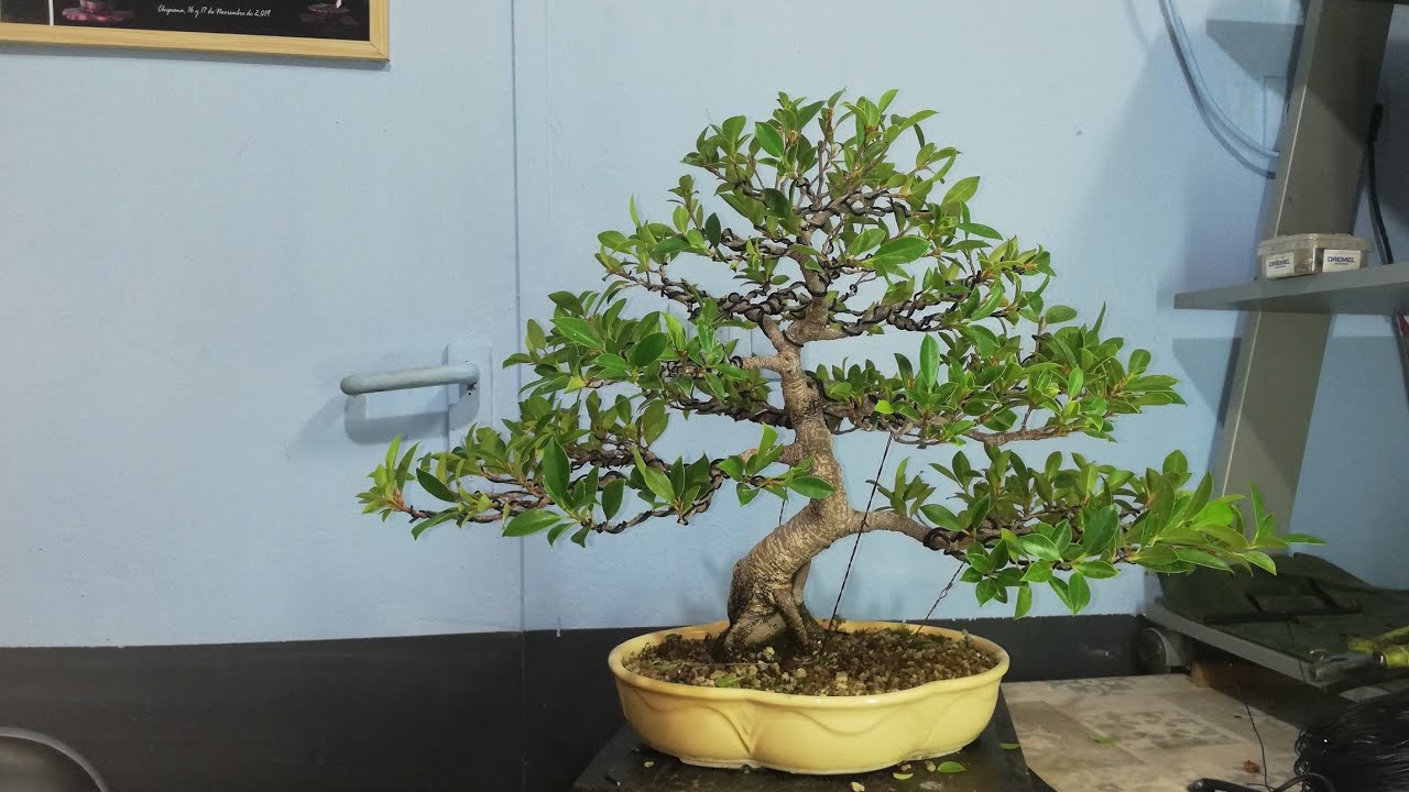 Rediseño Ficus Tiger Bark.