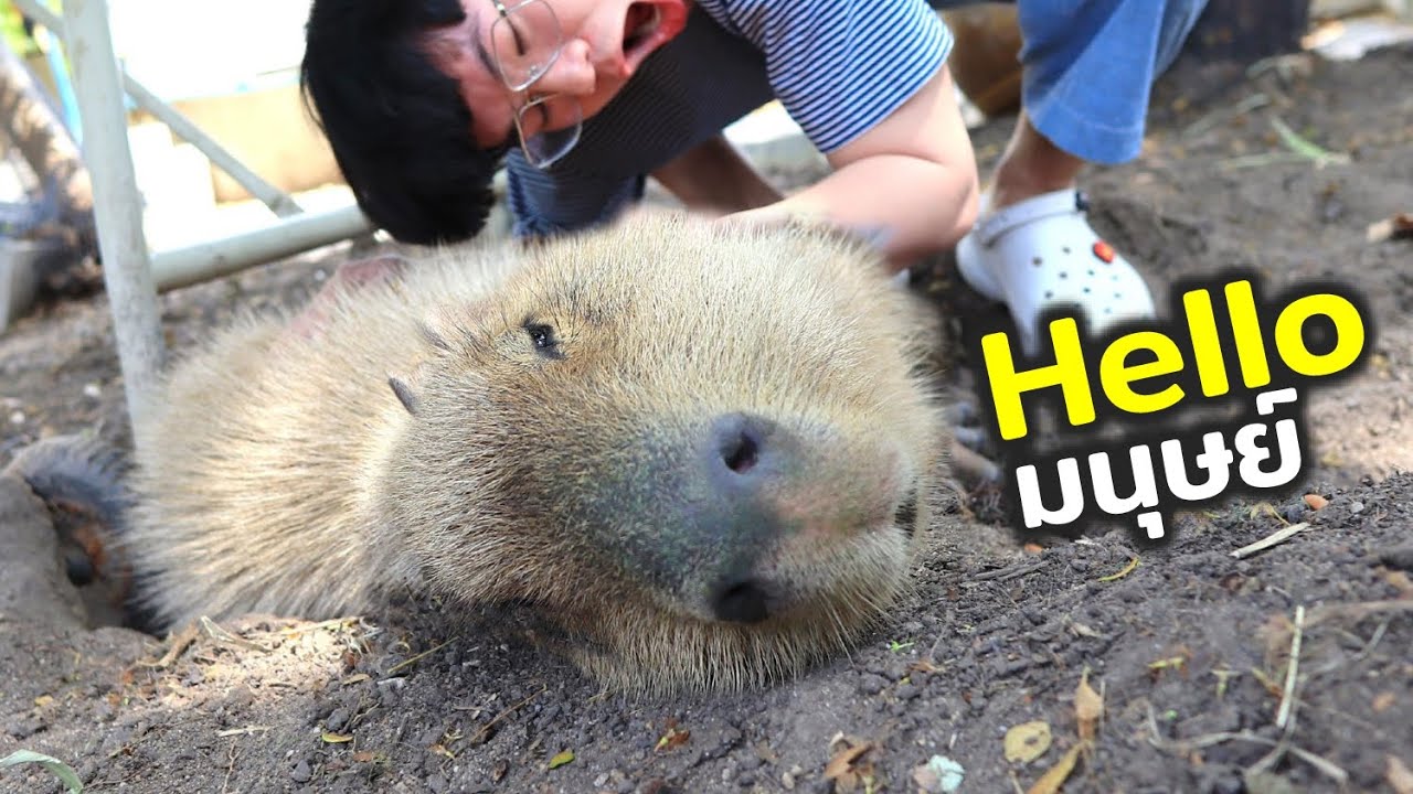 ไปเล่นกับเจ้าหนูยักษ์ด้วยกันมั๊ย!! น้องคาปิบารา