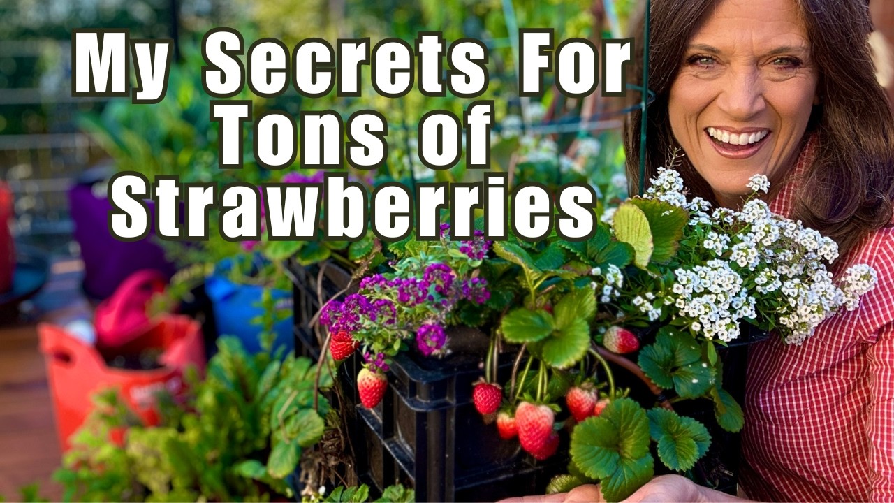 My Secrets for Growing TONS of Strawberries!