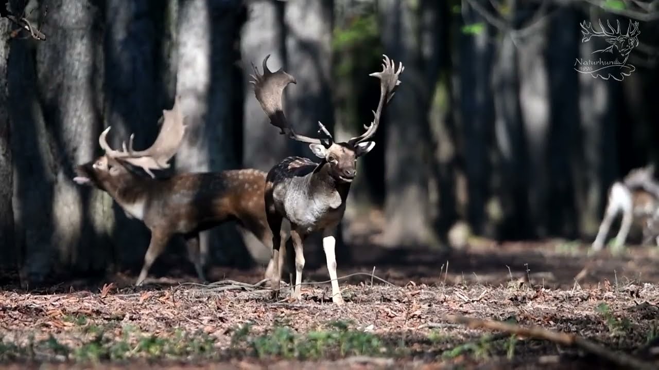 Fallow Deer hunting in Hungary in 2022