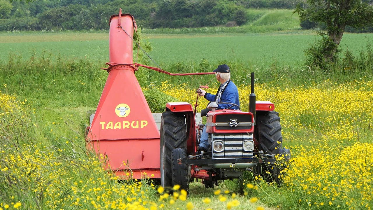 Massey Ferguson 65 & 135 Cutting and Chopping Grass | Ferguson Days 2024