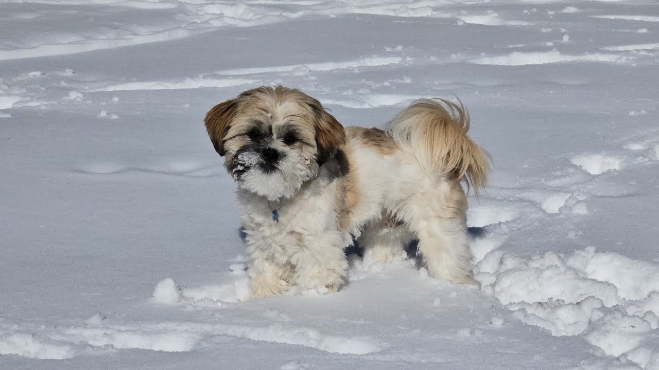 Snow fun!!![Shih Tzu]
