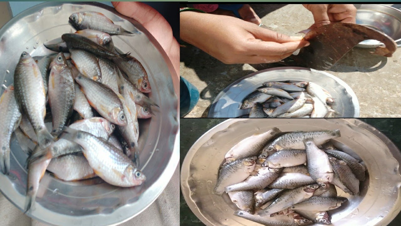 How to clean and cut small fish at home .