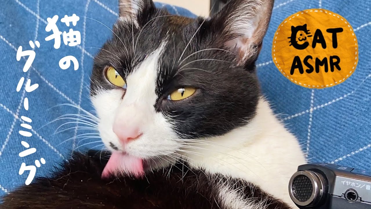 👅ASMR｜爪と皮膚を噛んで毛づくろいする猫 #148【高音質】