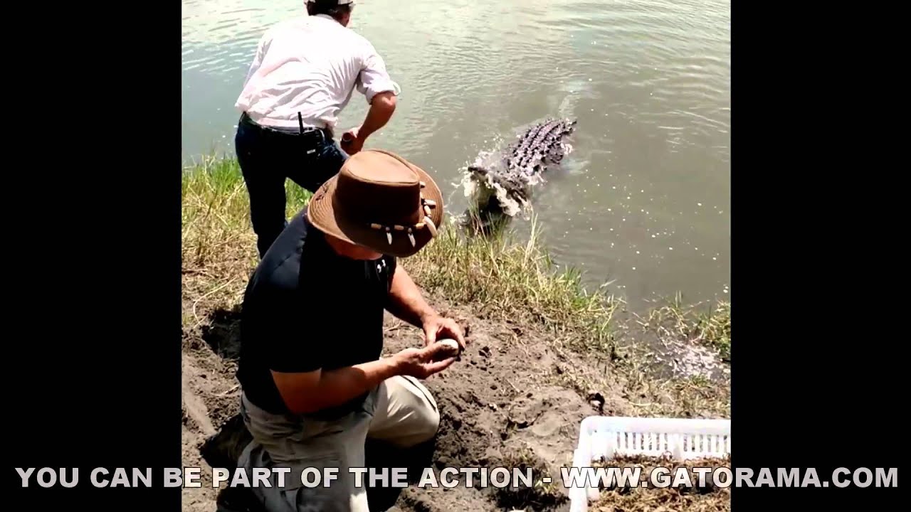 Gatorama | Shore Egg Collection