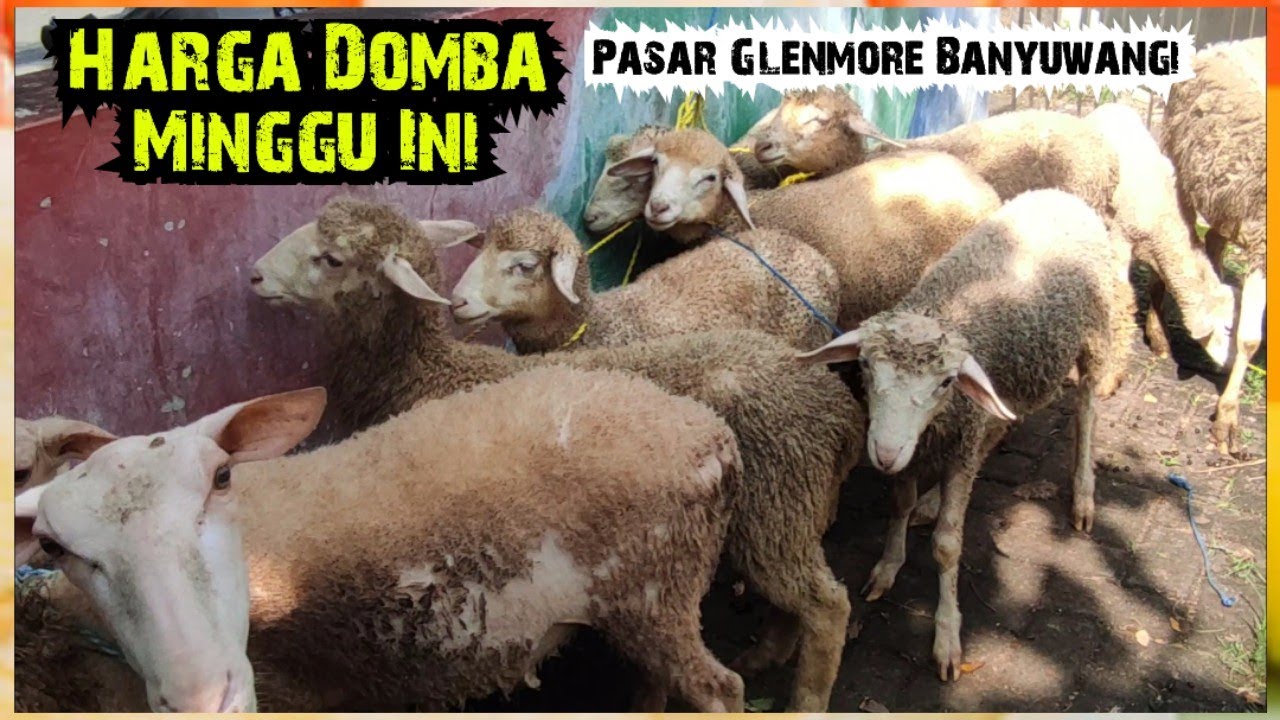 Harga Domba Minggu Ini, Pasar Glenmore Banyuwangi Jatim