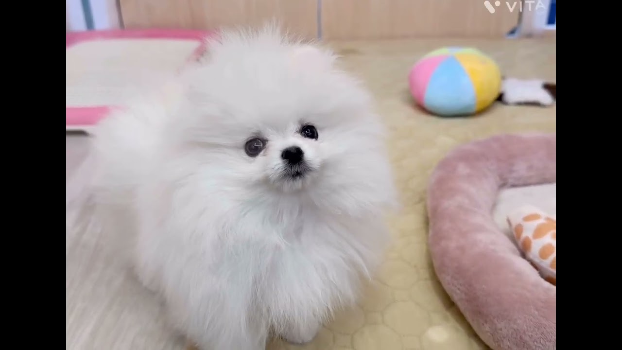 【マルワン横浜 港北NT店】真っ白小さなもふもふポメラニアンちゃんが新しく仲間入り♪