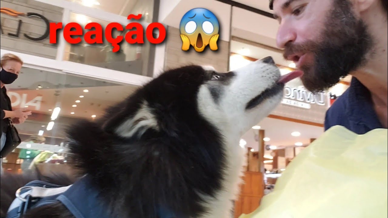 Reação das pessoas ao ver um Husky Siberiano no shopping ep 🐺Wolf