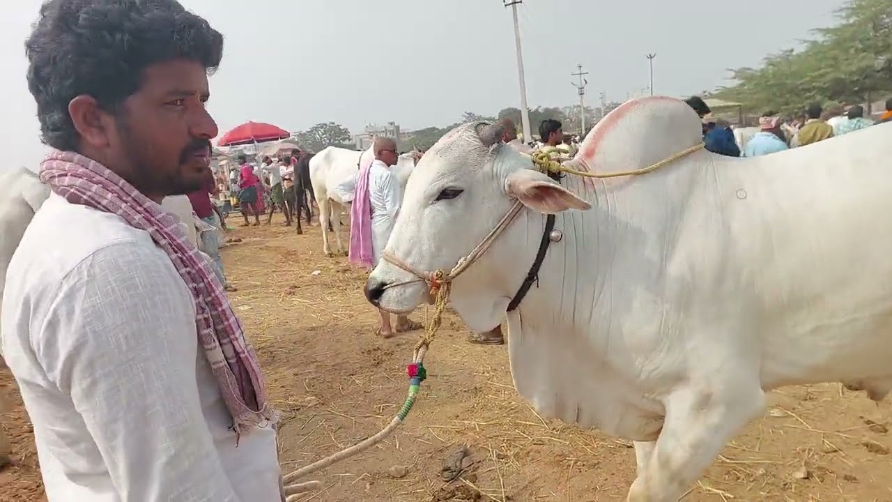 పెబ్బేరు సంతలో రెండు వైపులా పోయే రెండు పళ్ళ కోడెను బేరం అడుగుతున్న రైతు | Ongole Bull 🐂 videos 