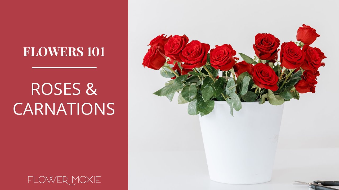Rose and Carnation Care 101 -  How to Care and Expedite Opening Tips!