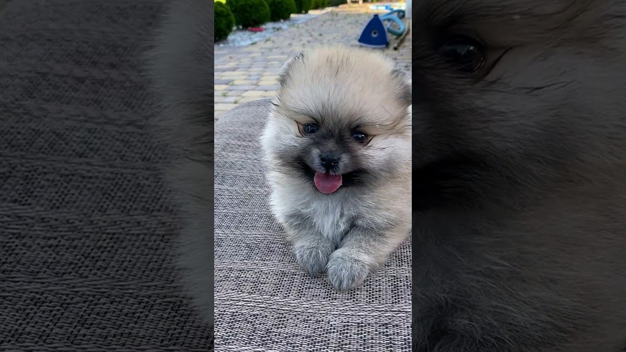 cute dog #pets #dogshorts #dog #youtubeshorts #viral