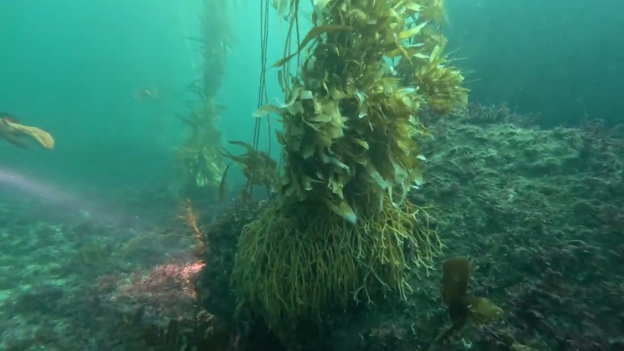 Crescent Bay 2026 02 22   HD 1080p