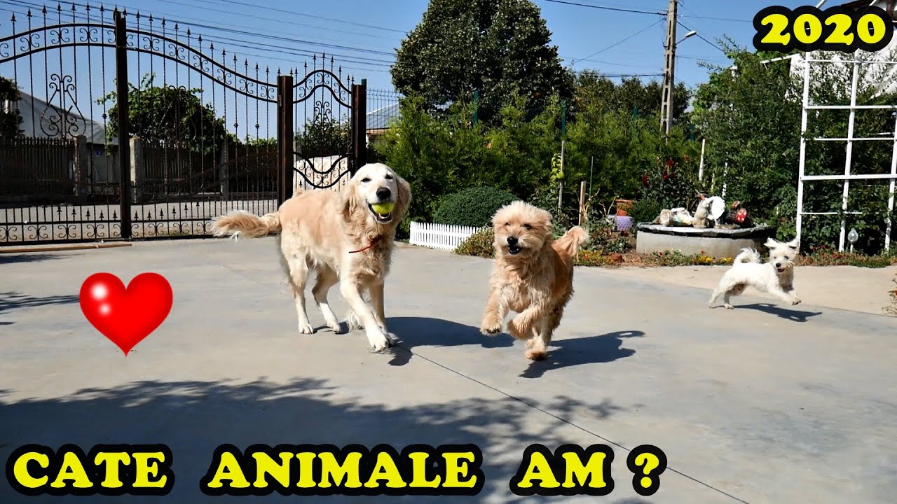 TURUL complet al Animalelor și Păsărilor 2020