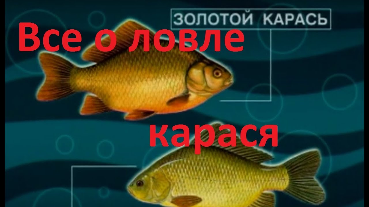 Диалоги о рыбалке - Выпуск 215 - Все о  ловле карася.