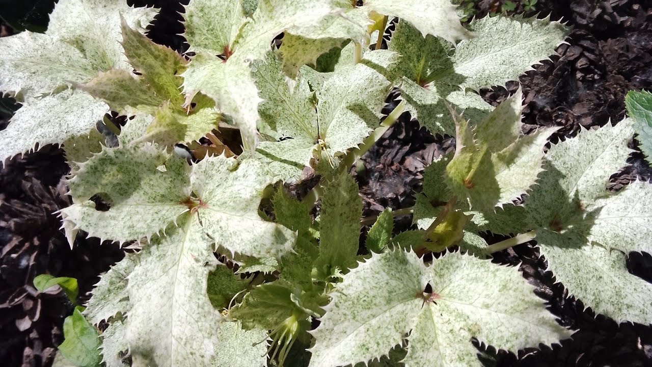 Розпочинаю посівну!🧑‍🌾 Кого із рослин пора висівати.🌱