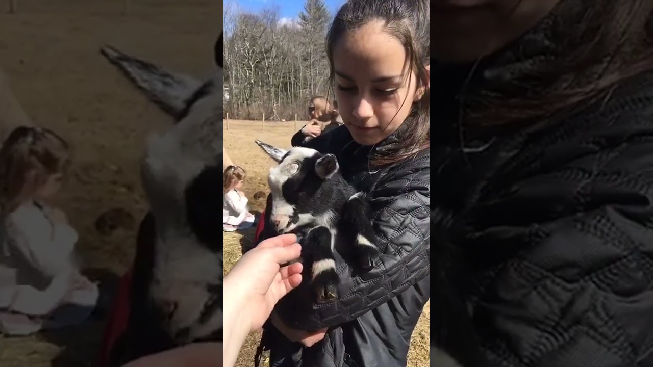 GOATS on the Move! #babygoats #oldtownroad #goatsquad