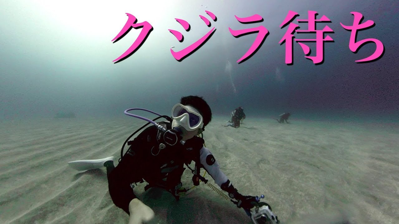 小笠原諸島 冬の母島でクジラ待ちダイビング