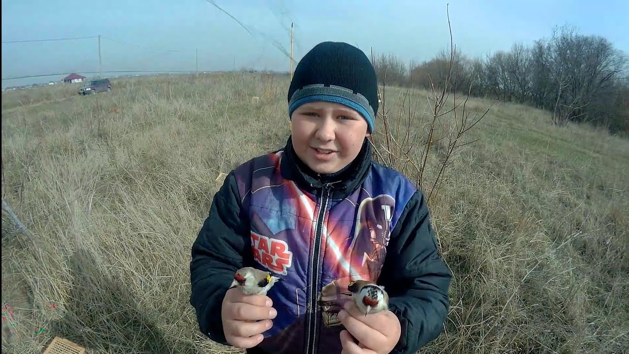 Ловля птиц! Хороший улов, попался ЩЕГОЛ МЕТИС! Catching birds! Nice catch caught Goldfinch mestizo!