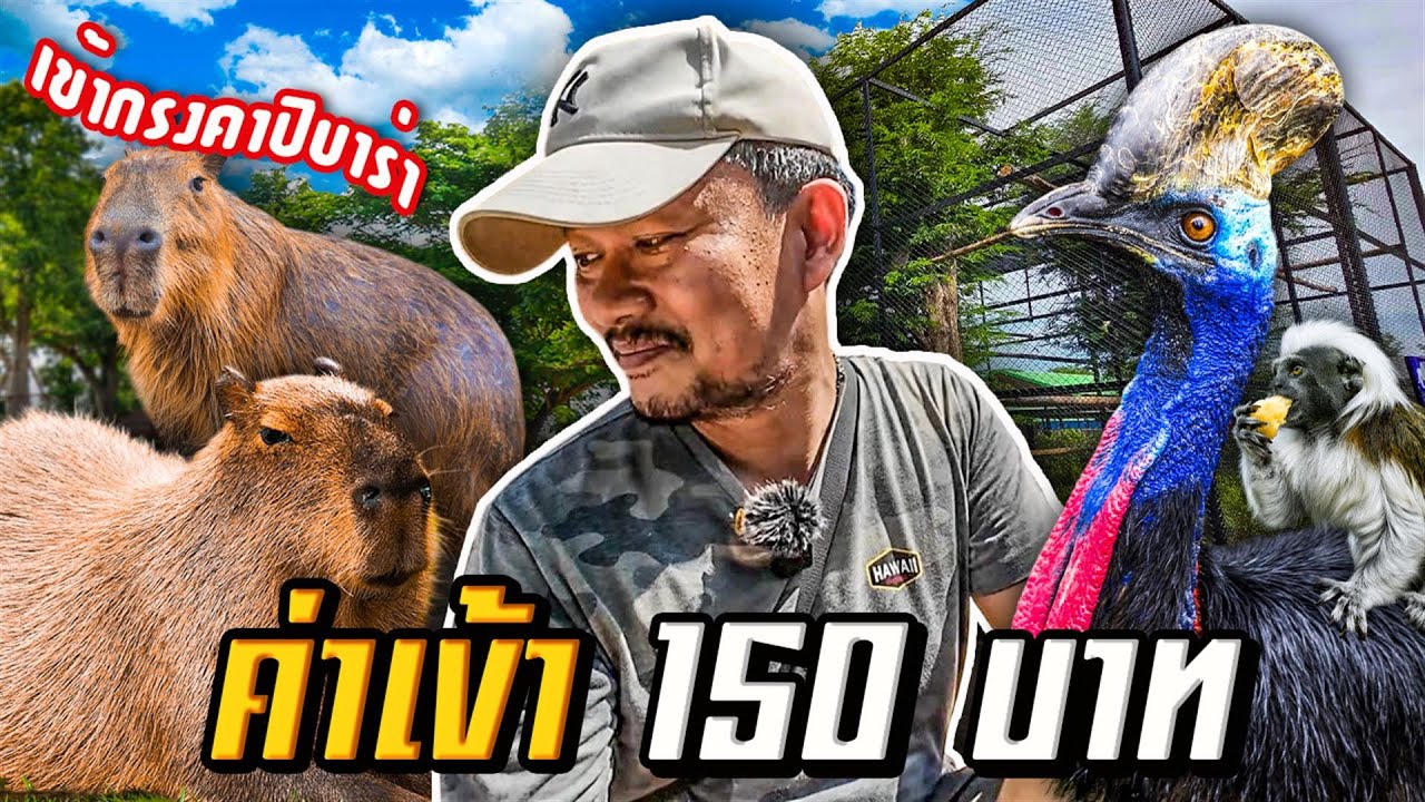 สวนสัตว์ที่กำลังเป็นกระแส ศรีอยุธยาไลอ้อนปาร์ค ค่าเข้าถูก ใกล้ชิดกับสัตว์ได้ใกล้สุดๆ