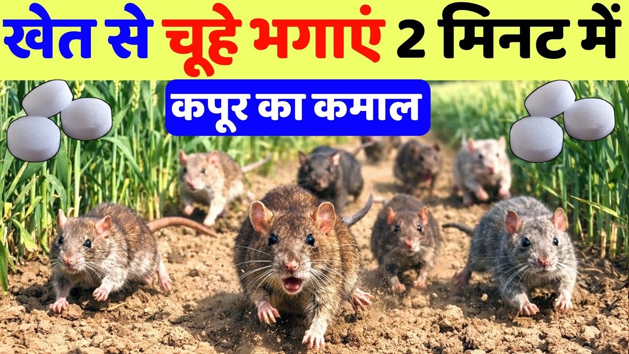 खेत से चूहे भगाने का देसी तरीका 2 मिनट में चूहे गायब | khet se chuhe bhagane ke upay