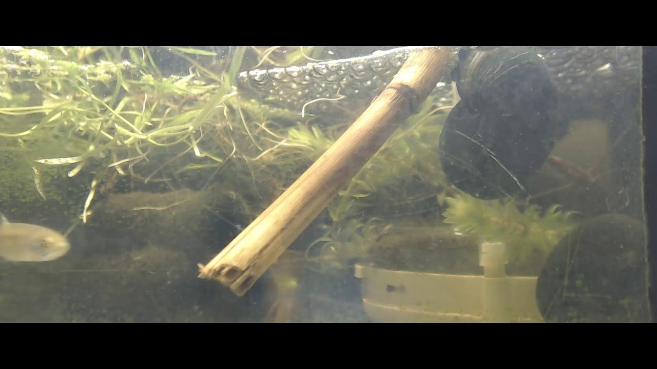 Paludarium (met staafwants)