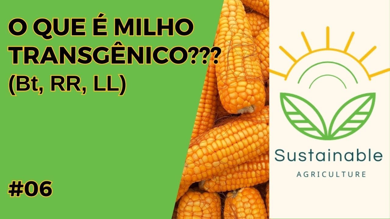 O QUE É MILHO TRANSGÊNICO (OGM) ??? - 
