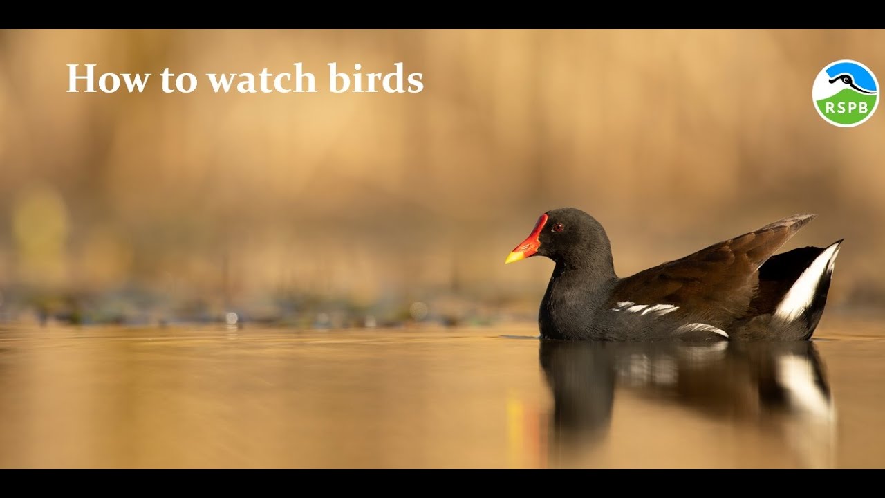 How to Watch Birds - webinar recording