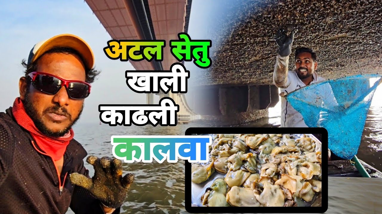 ATAL SETU MTHL खाली जाऊन काढली मोठी कालवा | पत्थर का भेजा | Biggest Oyster Fishing & COOKING
