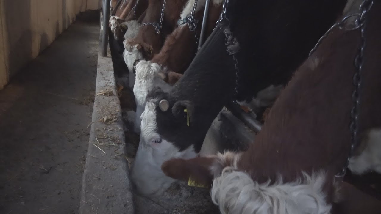 Ferma de Vaci - Proprietar Gabi de la Livada, Cluj 16 feb 2018