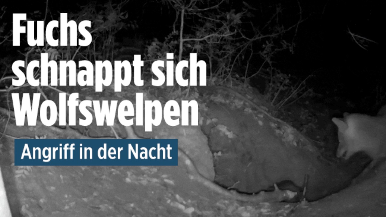 Wildkamera zeigt Angriff: Rotfuchs schnappt sich Wolfswelpen in Italien